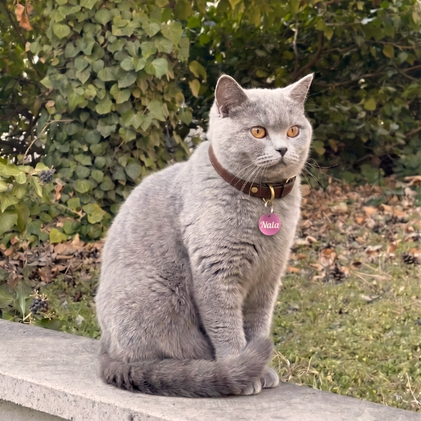 katzenmarke gravur telefonnummer